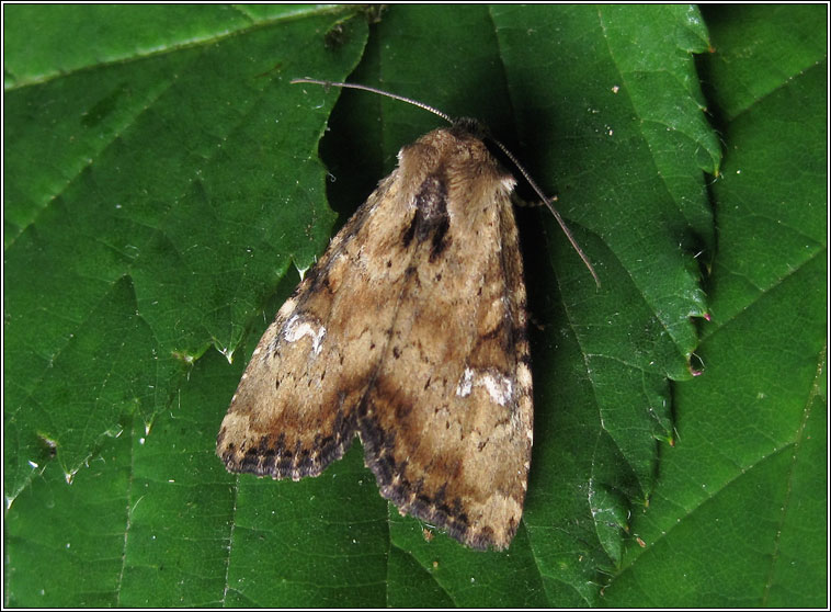 Slender Brindle, Apamea scolopacina