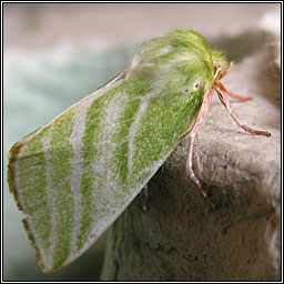 Green Silver-lines, Pseudoips prasinana