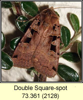 Double Square-spot, Xestia triangulum