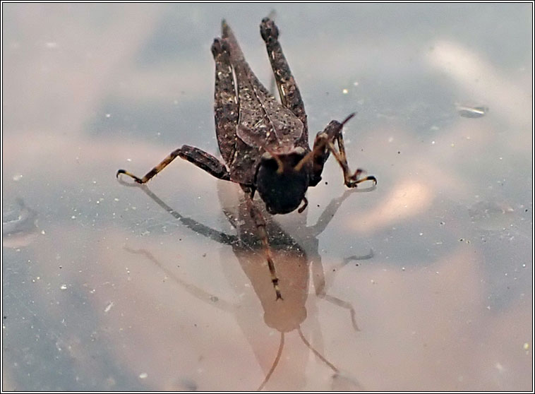Slender Groundhopper, Tetrix subulata