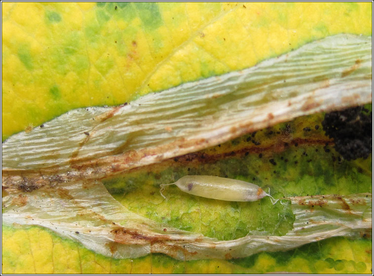 Microgastrinae Q2