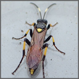 Ichneumon stramentor