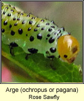 Arge (ochropus or pagana), Rose Sawfly