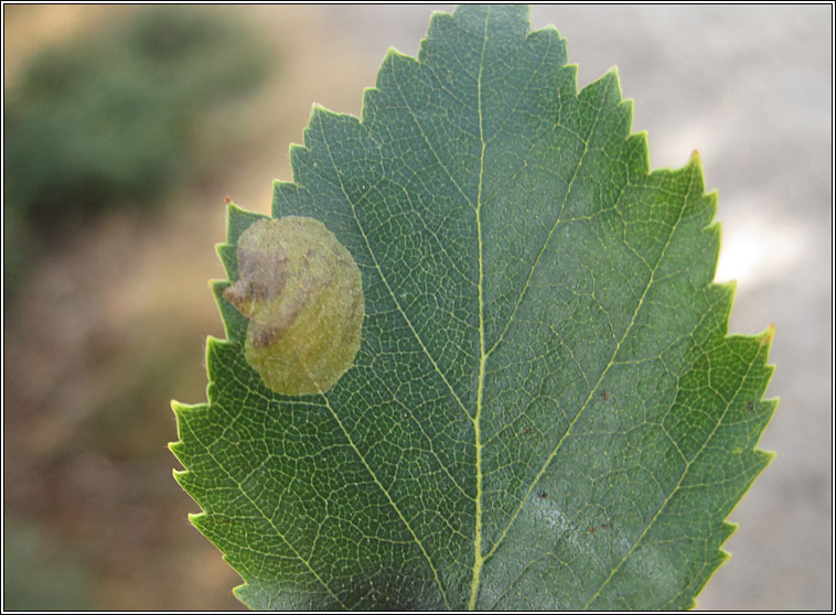 Fenusella nana
