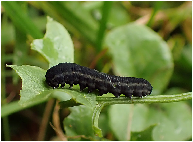 Athalia rosae, Turnip Sawfly