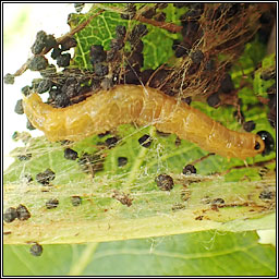 Neurotoma saltuum, Social Pear Sawfly