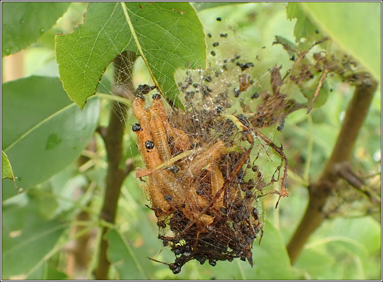 Neurotoma saltuum, Social Pear Sawfly