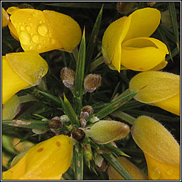 Gorse, Ulex europaeus