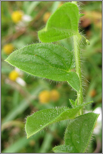 Sharp-leaved Fluellen, Kickxia elatine