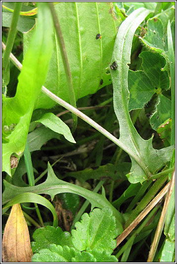 Smooth Hawk's-beard, Crepis capillaris