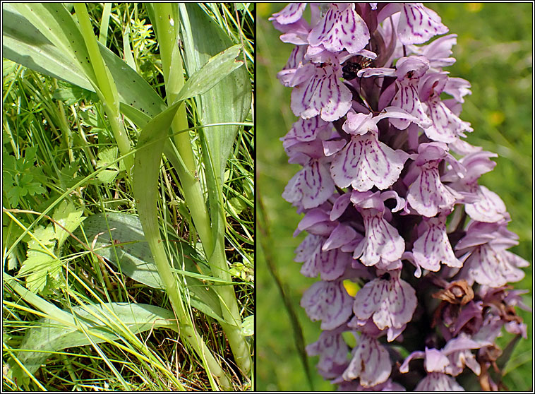 Dactylorhiza  grandis