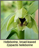 Helleborine, broad-leaved, Epipactis helleborine